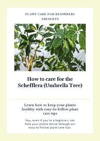 How to care for the Schefflera (Umbrella Tree)