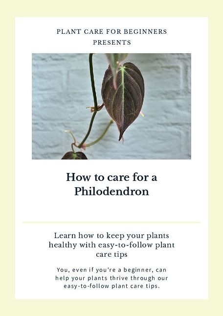 How to care for a Philodendron