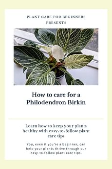 How to care for a Philodendron Birkin