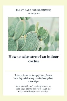 How to take care of an indoor cactus
