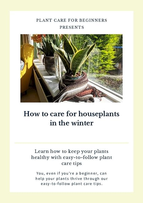 How to care for houseplants in the winter