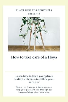 How to take care of a Hoya