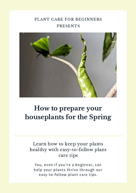 How to prepare your houseplants for the Spring