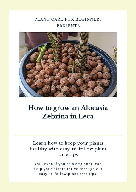 How to grow an Alocasia Zebrina in Leca