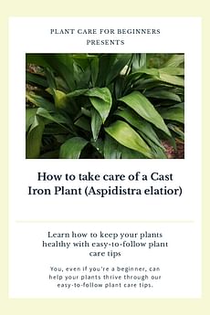 How to take care of a Cast Iron Plant (Aspidistra elatior)