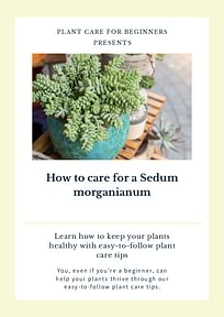How to care for a Sedum morganianum
