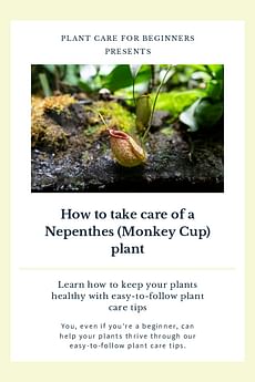 How to take care of a Nepenthes (Monkey Cup) plant