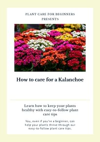 How to care for a Kalanchoe