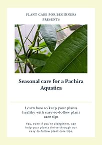 Seasonal care for a Pachira Aquatica