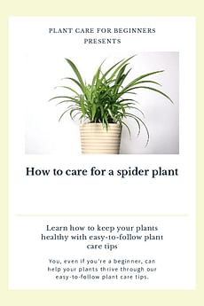 How to care for a spider plant