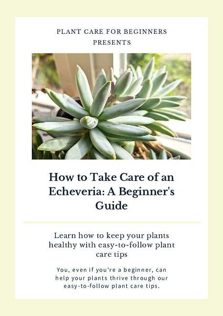 How to Take Care of an Echeveria: A Beginner's Guide