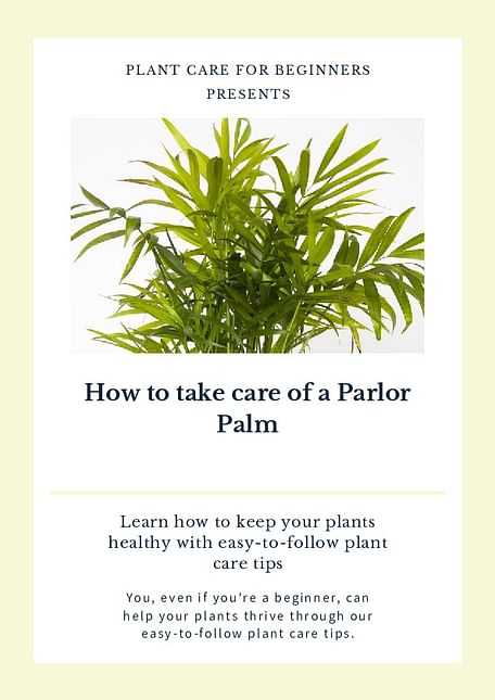 How to take care of a Parlor Palm