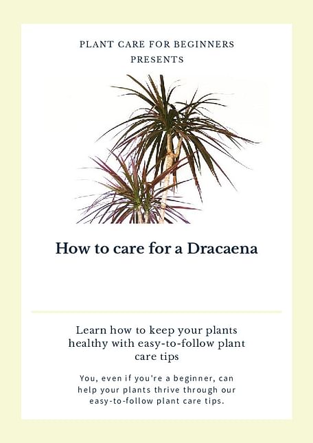 How to care for a Dracaena