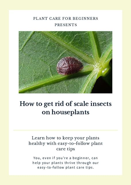 How to get rid of scale insects on houseplants