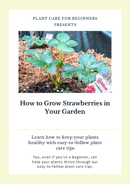 How to Grow Strawberries in Your Garden