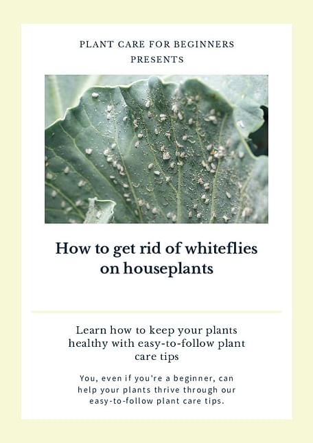 How to get rid of whiteflies on houseplants