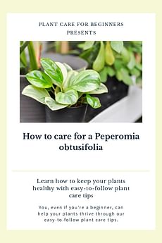 How to care for a Peperomia obtusifolia