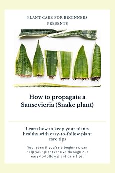 How to propagate a Sansevieria (Snake plant)