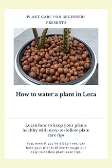 How to water a plant in Leca