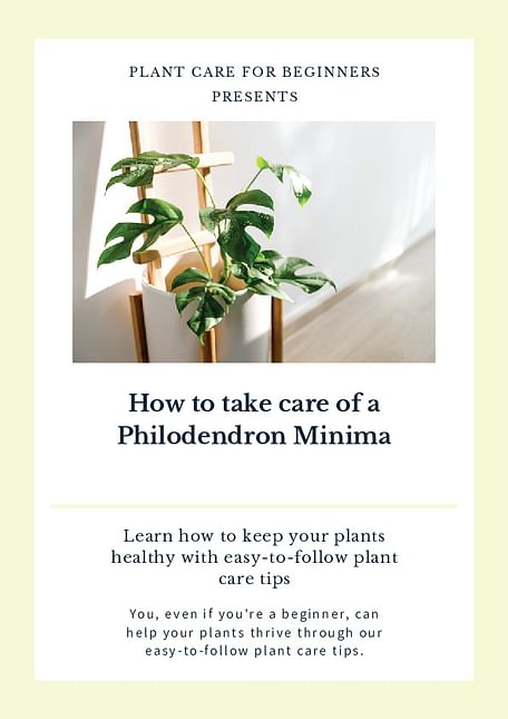 How to take care of a Philodendron Minima