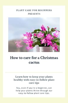 How to care for a Christmas cactus