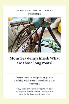 Monstera demystified: What are those longs air roots?