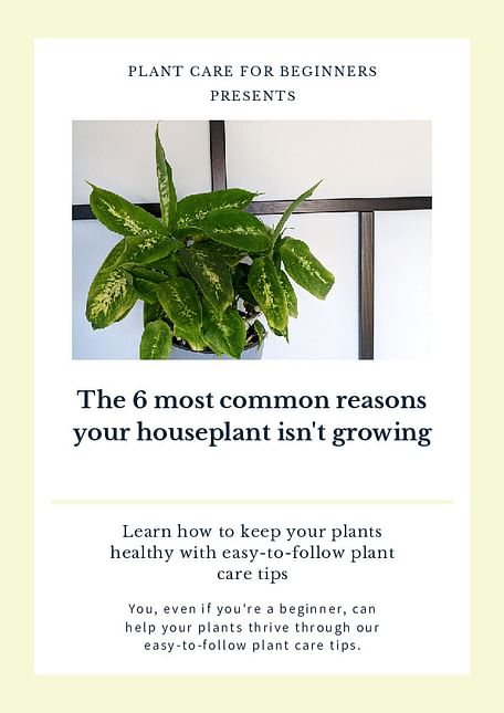 The 6 most common reasons your houseplant isn't growing