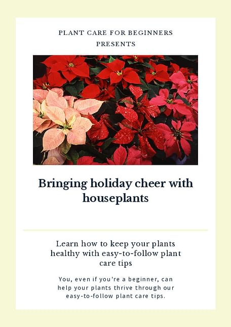Bringing holiday cheer with houseplants