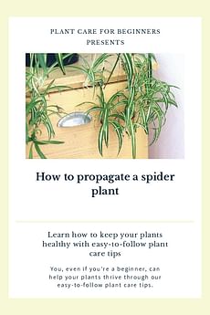 How to propagate a spider plant