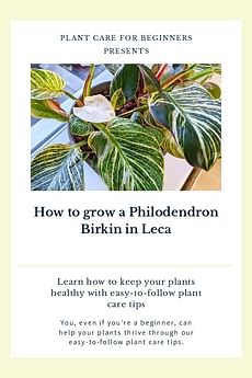 How to grow a Philodendron Birkin in Leca