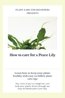 How to care for a Peace Lily
