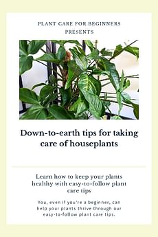 Down-to-earth tips for taking care of houseplants