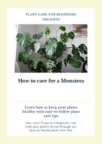 How to care for a Monstera
