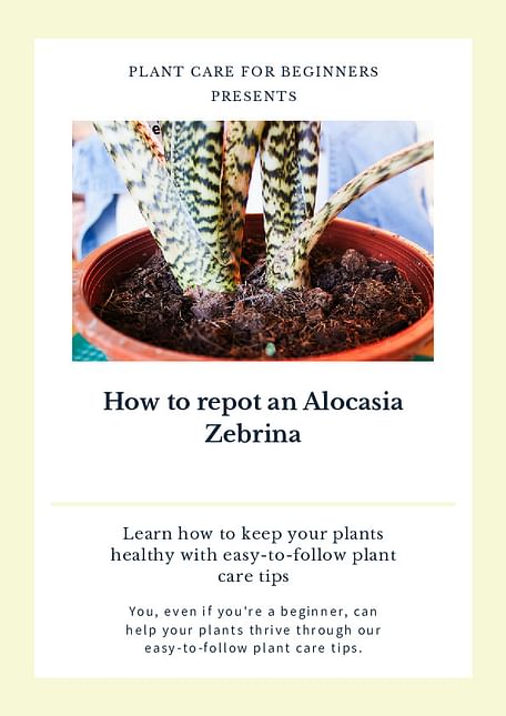 How to repot an Alocasia Zebrina
