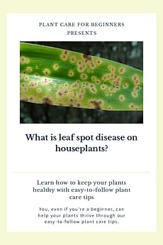 What is leaf spot disease on houseplants?