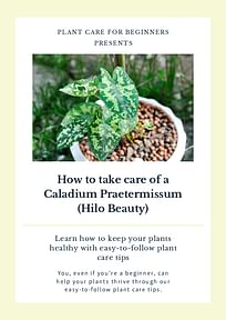How to take care of a Caladium Praetermissum (Hilo Beauty)