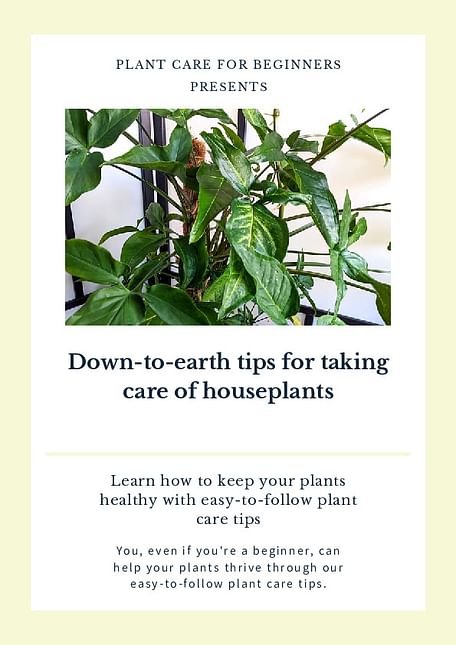 Down-to-earth tips for taking care of houseplants