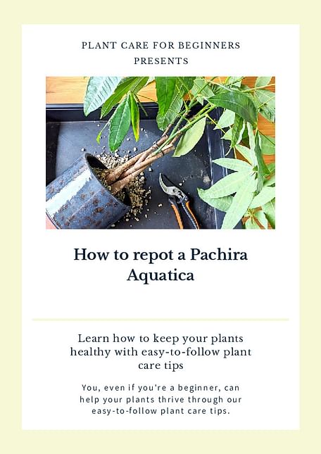 How to repot a Pachira Aquatica