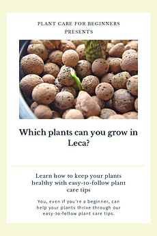 Which plants can you grow in Leca?
