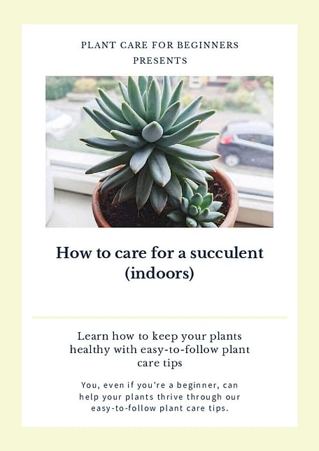 How to care for a succulent (indoors)