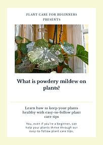 What is powdery mildew on plants?