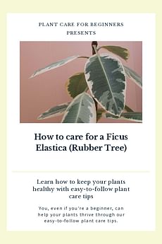 How to care for a Ficus Elastica (Rubber Tree)