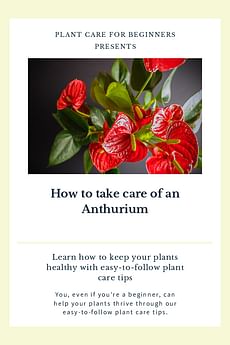How to take care of an Anthurium