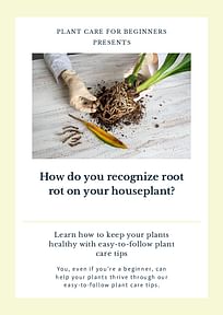 How do you recognize root rot on your houseplant?