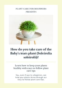 How do you take care of the Baby's tears plant (Soleirolia soleirolii)?