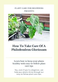 How To Take Care Of A Philodendron Gloriosum