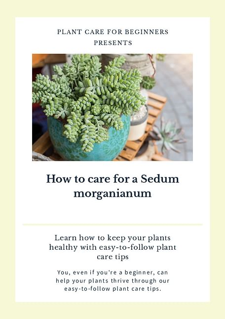 How to care for a Sedum morganianum