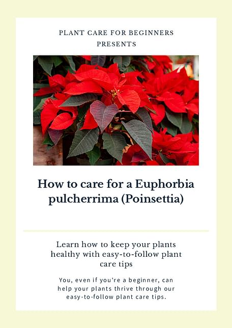 How to care for a Euphorbia pulcherrima (Poinsettia)