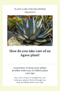 How do you take care of an Agave plant?