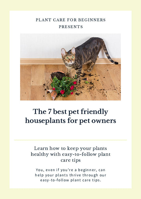 The 7 best pet friendly houseplants for pet owners
